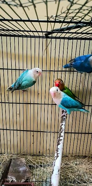 7 piece of love birds on reasonable price single pair available 18