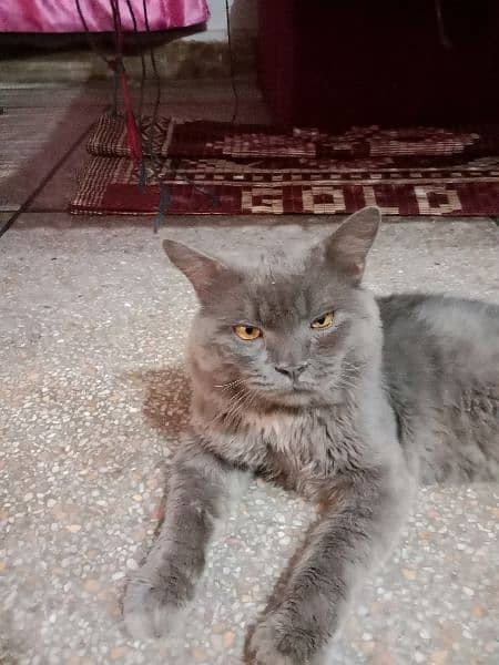 persian cat 5