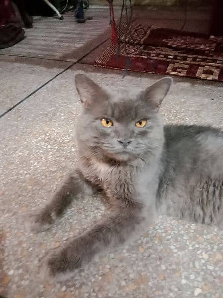 persian cat 6