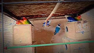 All breeder love birds pairs for sale 0