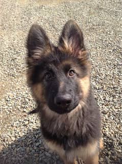 German Shepherd