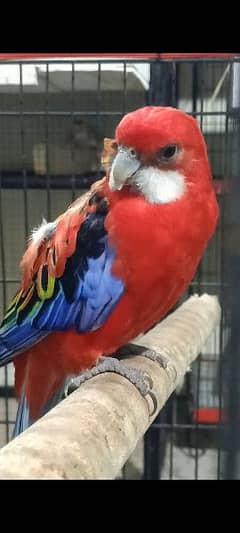 breader rosella