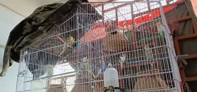 Autralian Parrots for sale with Cage 0