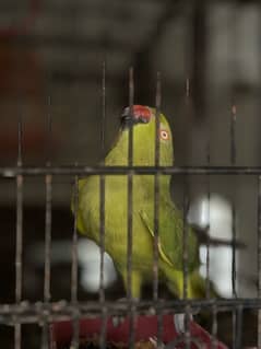 Green ring neck parrots pair and chicks for sale, cocktail, Hogoromo,