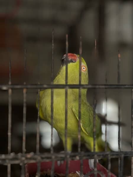 Green ring neck parrots pair and chicks for sale, cocktail, Hogoromo, 0