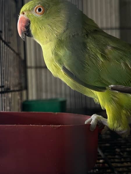 Green ring neck parrots pair and chicks for sale, cocktail, Hogoromo, 1