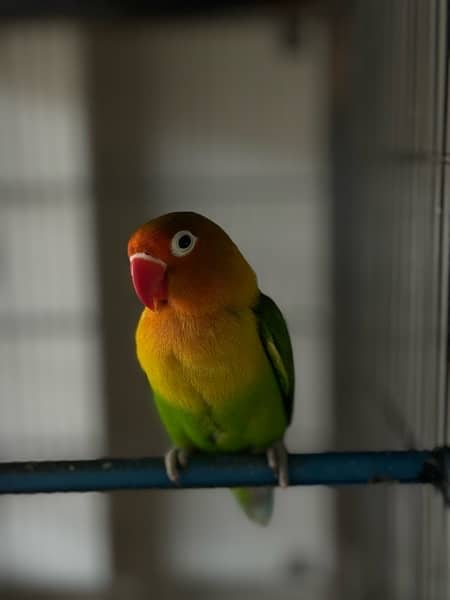 Green ring neck parrots pair and chicks for sale, cocktail, Hogoromo, 2