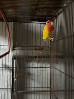 Green ring neck parrots breeding pair for sale, Hogoromo,