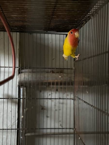 Green ring neck parrots pair and chicks for sale, cocktail, Hogoromo, 3