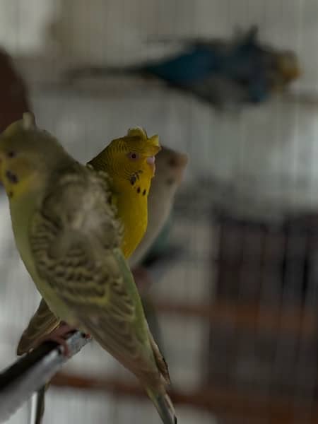 Green ring neck parrots pair and chicks for sale, cocktail, Hogoromo, 8