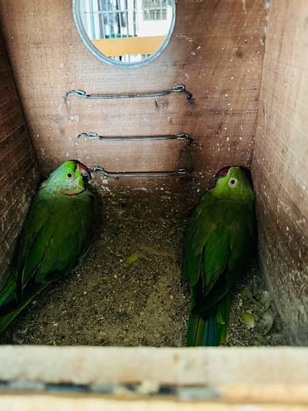 Green ring neck parrots pair and chicks for sale, cocktail, Hogoromo, 9