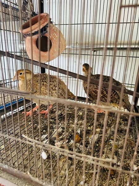 Green ring neck parrots pair and chicks for sale, cocktail, Hogoromo, 14