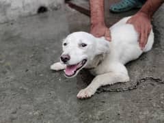 Russian white male puppy