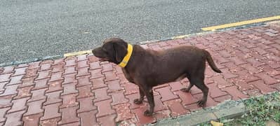 chocolate Labrador female dog