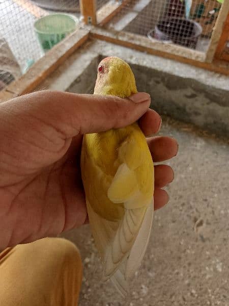 love bird female for sale 1