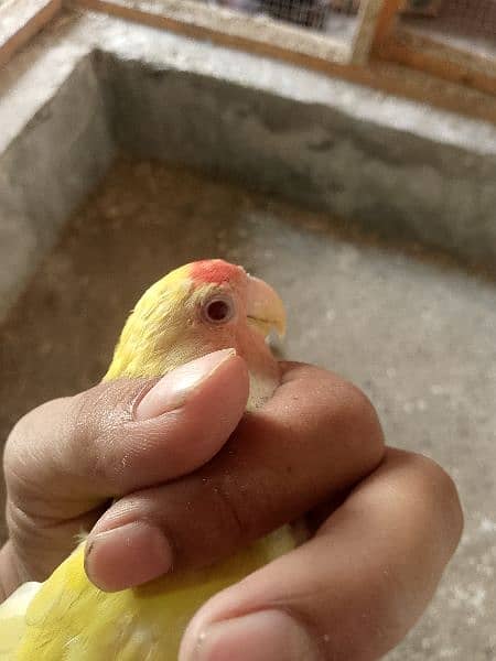 love bird female for sale 2