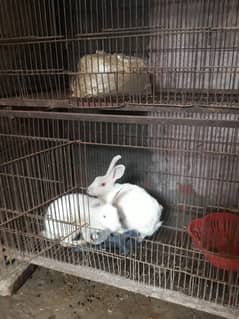 RABBIT and Cage  FOR SALE 0