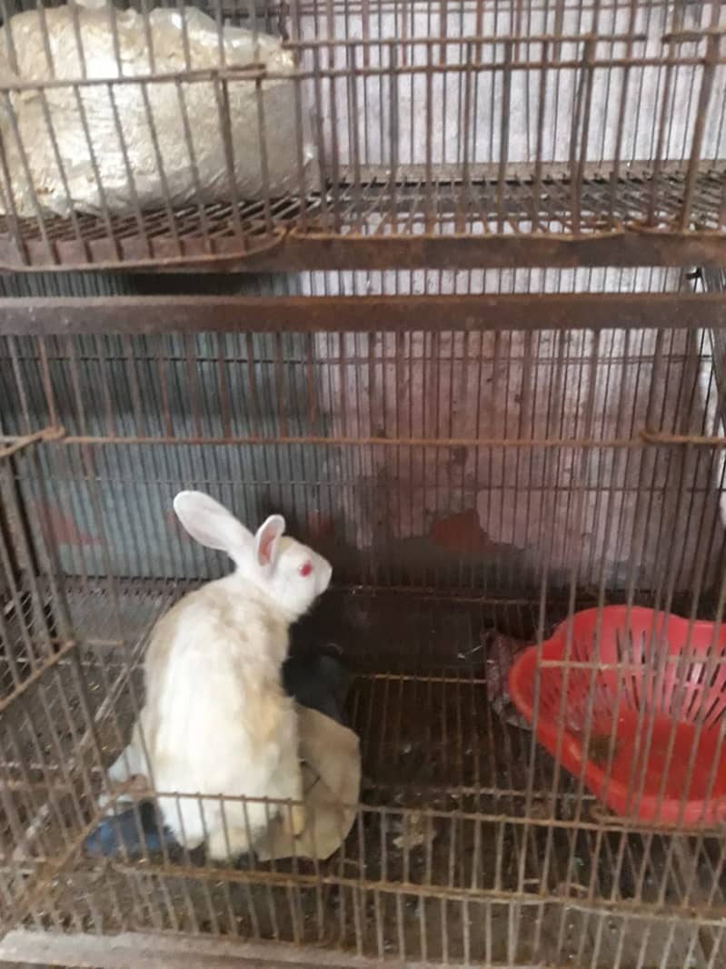 RABBIT and Cage  FOR SALE 1