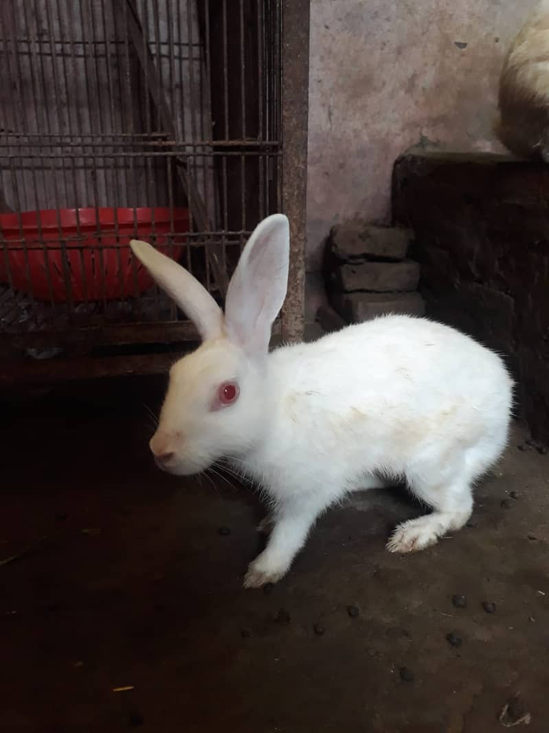 RABBIT and Cage  FOR SALE 2