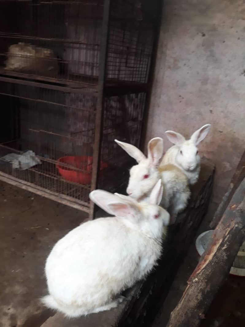 RABBIT and Cage  FOR SALE 5