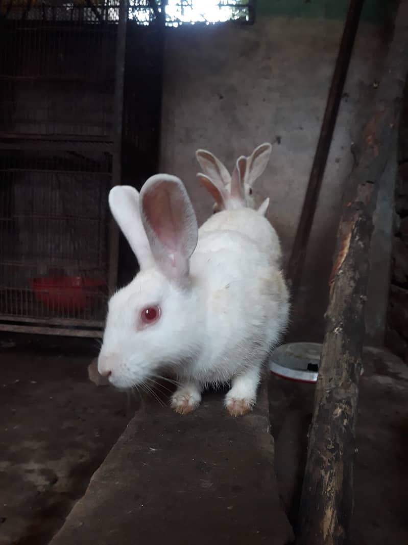 RABBIT and Cage  FOR SALE 6