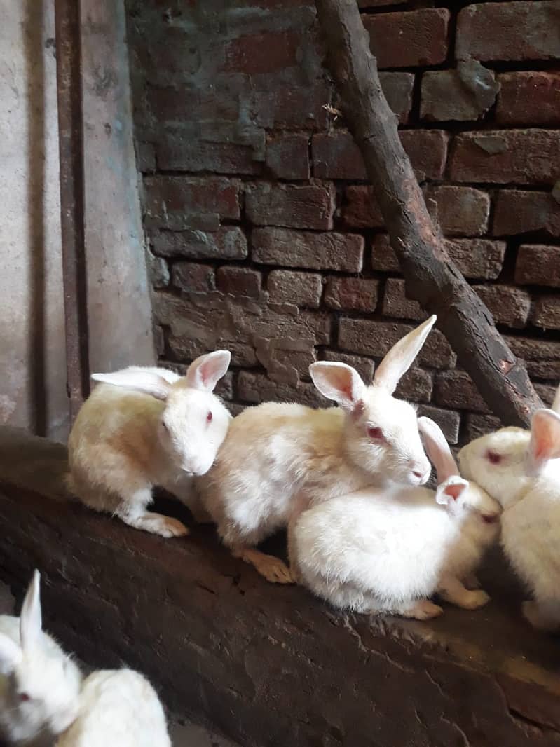 RABBIT and Cage  FOR SALE 7