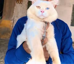 Male White cat