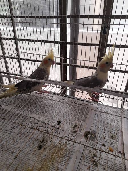 pied cockateil breeder pair 1