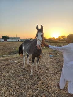 Female Horse / Horses / desi Ghori / 0