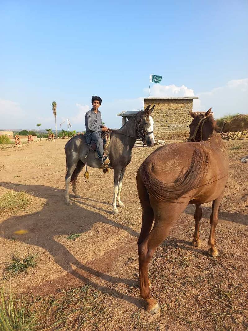 Female Horse / Horses / desi Ghori / 1