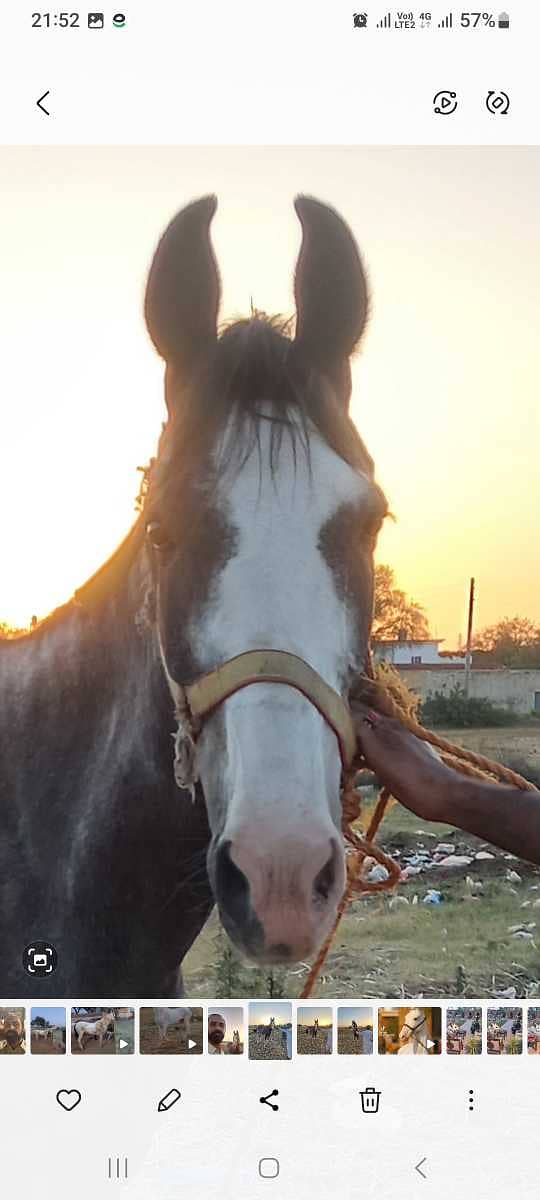 Female Horse / Horses / desi Ghori / 4