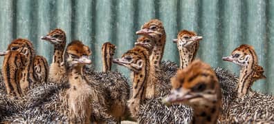 ostrich chicks