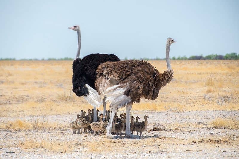 ostrich chicks 1