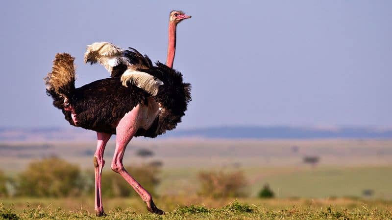 ostrich chicks 2