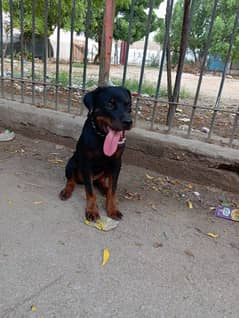 Rottweiler female puppy