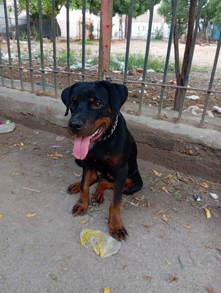 Rottweiler female puppy 1