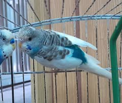 Blue Australian budgie