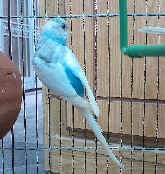 Blue Australian budgie 1