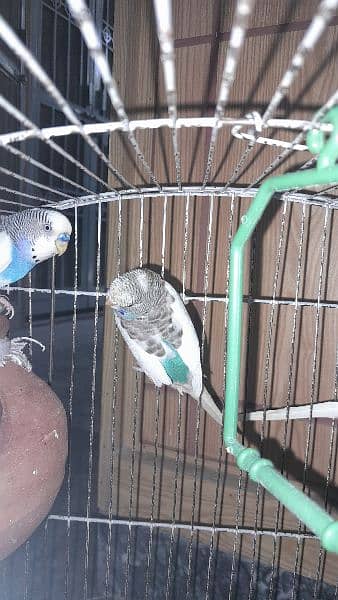 Blue Australian budgie 3