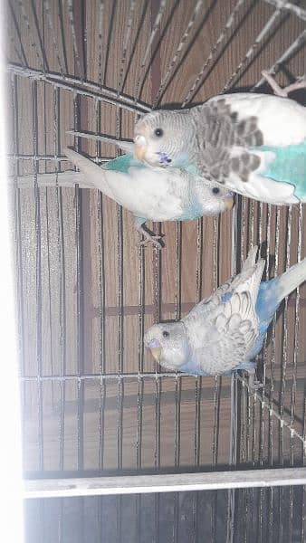 Blue Australian budgie 4