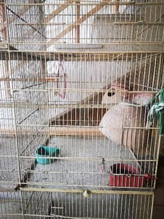 parrot cage