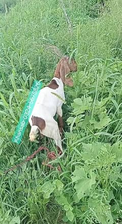 Bakra For Sale