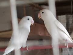 albino split, other more breeds