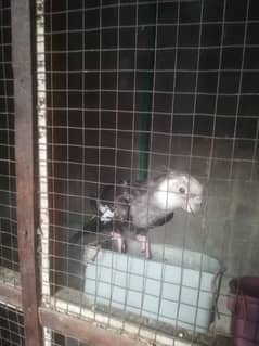 Cocktail male bird for sale