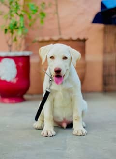 pure british labrador 0