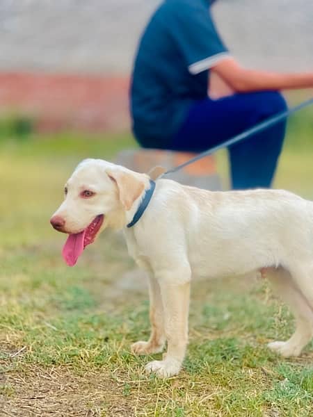 pure british labrador 4