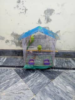 parrots pair for sale WTS. APP for pics