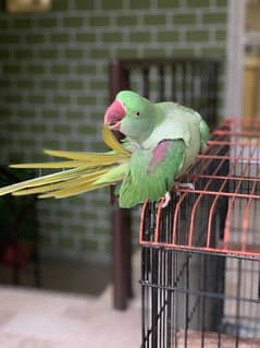 Raw Alexandrine female Hand Tame