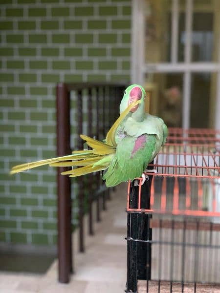 Raw Alexandrine female Hand Tame 1