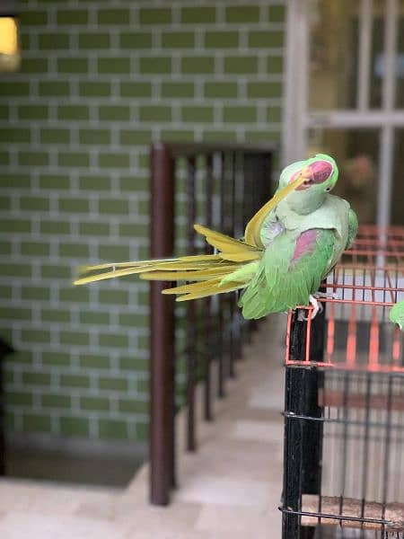 Raw Alexandrine female Hand Tame 2